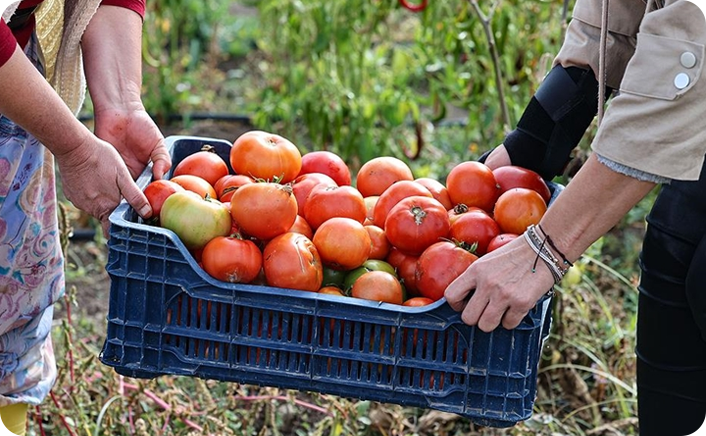 Tarladan Sofraya taşınan lezzetler